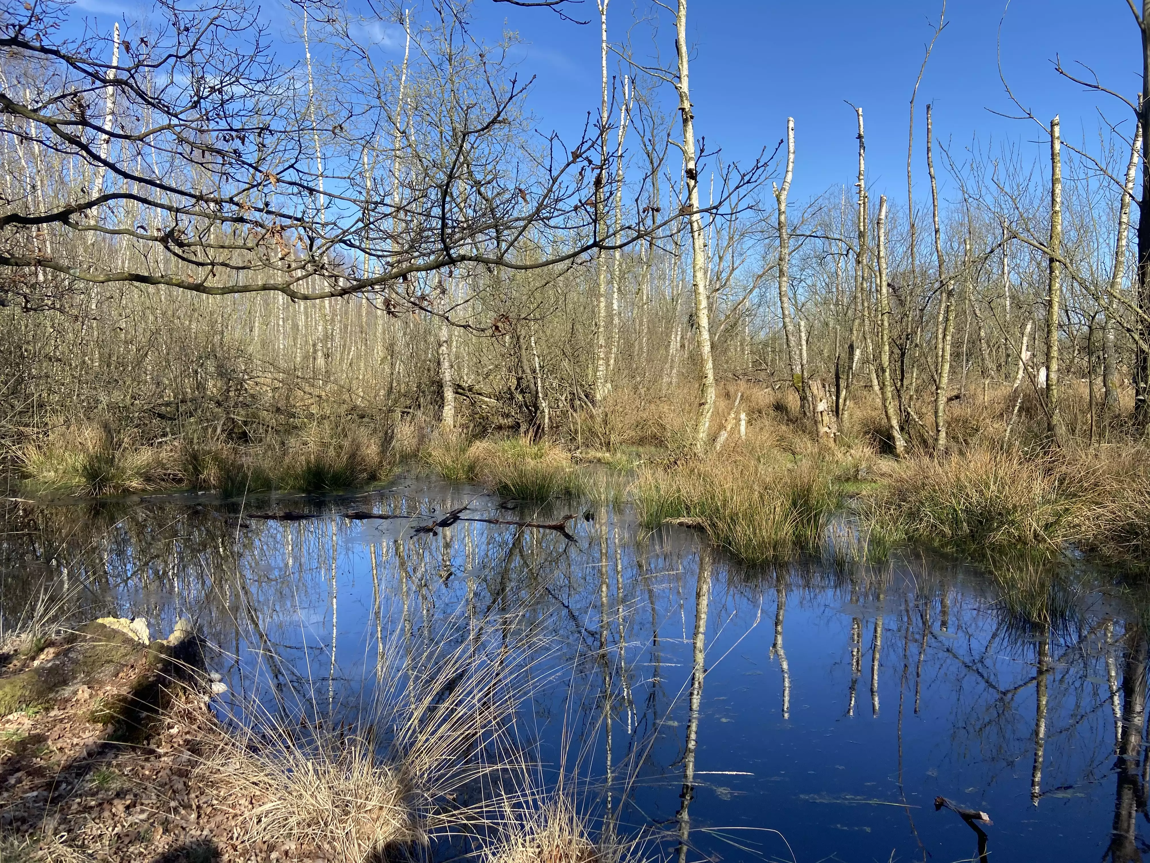 Kaltenhofer Moor