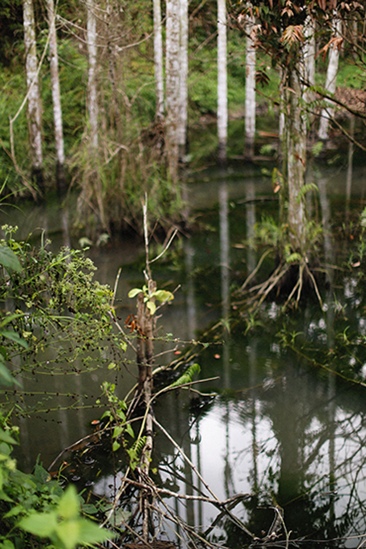 Moor-Landschaft mit Wasser, Bäumen und Wasserpflanzen